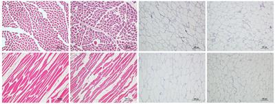 Lipid analysis of meat from Bactrian camel (Camelus bacterianus), beef, and tails of fat-tailed sheep using UPLC-Q-TOF/MS based lipidomics
